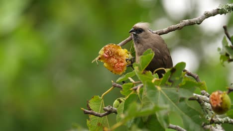 A-speckled-mousebird-feeding-daintily-on-an-African-fig,-static-selective-focus