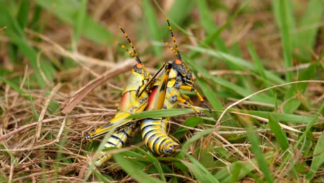 Close-up-of-vibrant-Elegant-Grasshoppers-copulating-or-mating-in-short-grass