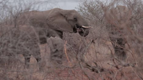 Elefant-Mit-Kalb-Weidet-Im-Afrikanischen-Busch