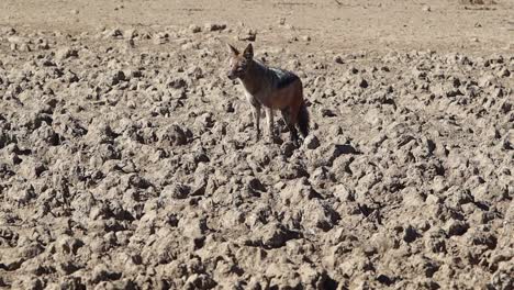 Black-Backed-Jackal-stands-on-mounds-of-dried-mud-in-the-desert