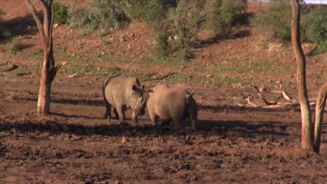 Two-mature-White-Rhinos-face-off-for-dominance,-South-African-evening