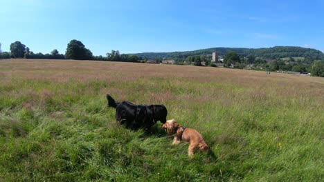 A-big-black-retriever-is-playing-with-a-small-show-cocker-spaniel-in-the-high-grass-field-on-the-English-countryside-during-a-hot-summer-day