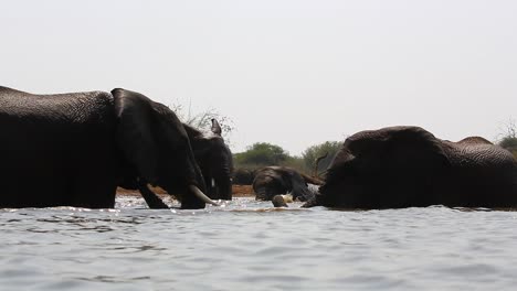 Water-level-view-of-African-elephants-playing-at,-and-in,-the-water