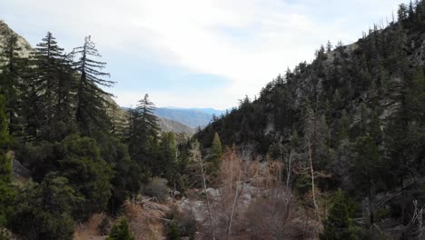 Luftdrohnenaufnahme-Durch-Waldbäume-Und-Schluchten-In-Den-San-Gabriel-Mountains-Im-Süden-Kaliforniens