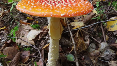 Amanita-muscaria-mushroom