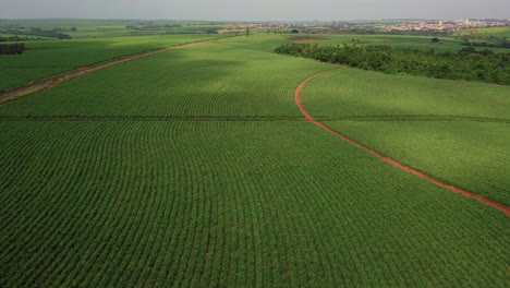 Aerial-scenes-of-a-beautiful-soy-plantation,-also-known-as-soybean-and-Chinese-bean,-is-a-plant-belonging-to-the-Fabaceae-family,-which-also-includes-plants-such-as-beans,-lentils-and-peas