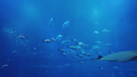 Fish-swimming-through-giant-ocean-tank-background
