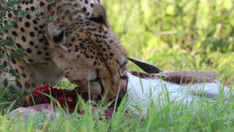 Graphic-close-up:-Mature-Kalahari-cheetah-eating-a-small-antelope