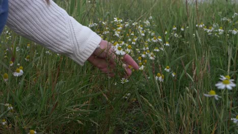 Hand-picking-wild-daisy-flowers-medium-shot