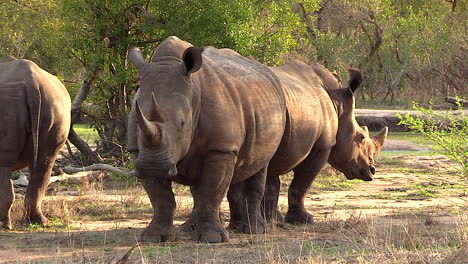 Close-view-of-white-rhinos-turning-heads-while-standing-in-African-bushland