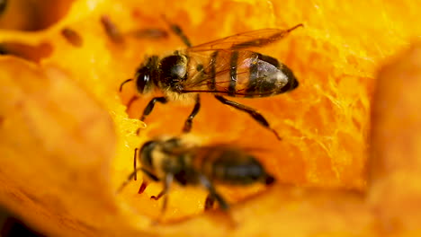 Honigbienen-Füttern-Die-Faule-Mango,-Makrovideo