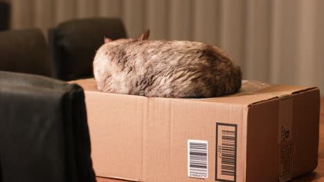 A-domestic-pet-cat-sleeping-on-top-of-a-cardboard-paper-box-on-a-wooden-table---Wide-pan-shot