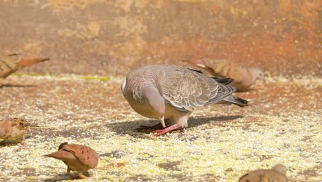 White-winged-dove-eating-ground-corn-on-the-garden-floor