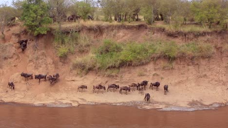 Wildebeest-gather-in-confusion-at-muddy-Mara-River-crossing,-Kenya