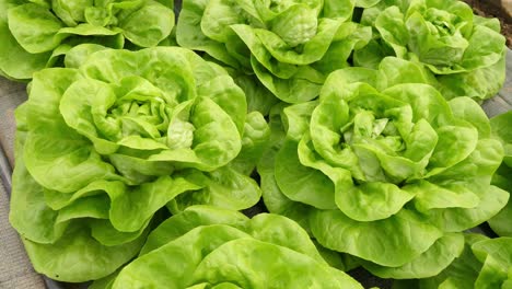 Close-up-view-of-pesticide-free,-organic-and-sustainable-green-lettuce,-in-a-greenhouse