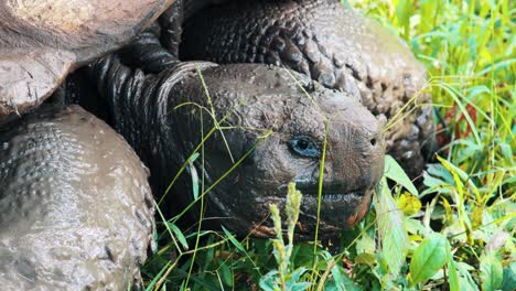 Closeup-of-Galapagos-Island-tortoise-eating-and-hanging-out