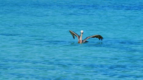 Ein-Brauner-Pelikanvogel,-Der-Auf-Dem-Blauen-Ozean-Schwimmt-Und-Auf-Curaçao-Auf-Die-Kamera-Zufliegt