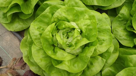 Close-up-view-of-pesticide-free,-organic-and-sustainable-green-lettuce,-in-a-hothouse