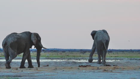 Elefanten,-Die-In-Der-Nähe-Des-Wasserlochs-Im-Makgadigadi-Pans-Nationalpark-In-Botswana-Spazieren-–-Mittlere-Aufnahme