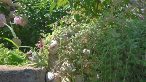 Rand-Des-Mediterranen-Gartens-Mit-Blumenpflanzen-Und-Muscheldekoration