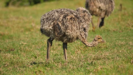 Adorable-baby-ostrich-chick-walking-across-and-eating-green-grass,-South-Africa,-close-up