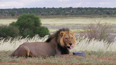 A-Black-Maned-Lion-Drinking-Water-From-A-Container-While-Resting-At-The-Savanna-In-Kgalagadi-Transfrontier-Park,-South-Africa---medium-shot