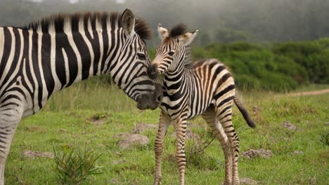 Zebra-mother-grooming-baby-zebra-in-Addo-Elephant-National-Park,-day