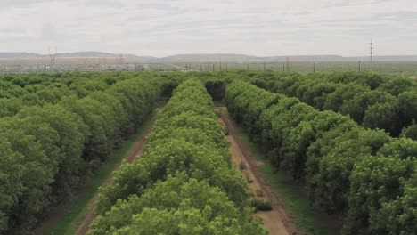 Aerial-drone-shot-flying-across-rows-of-pecan-trees-in-a-massive-orchard-with-mountains-on-the-horizon