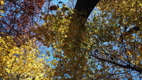 Wide-180-degree-camera-rotation-looking-upwards-into-fall-tree-canopy-and-blue-sky
