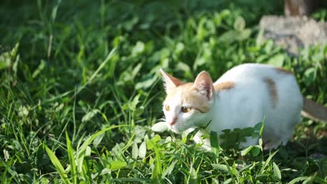Cute-white-marmalade-kitten-in-grassy-field-leaping-forwards-playfully-backlit-slow-motion