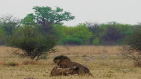 Zwei-Afrikanische-Männliche-Löwen-Kämpfen-Miteinander-Auf-Dem-Gras-In-Kgalagadi,-Botswana