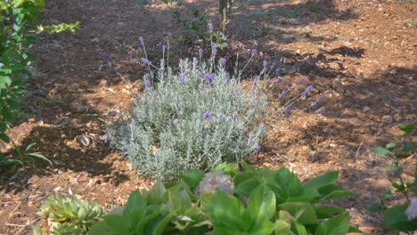 Mediterraner-Blumengarten-Mit-Grünen-Büschen-Und-Lavendelstrauch-Auf-Adriatischem-Rotem-Boden