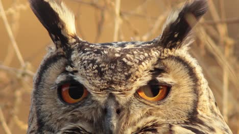 Close-up-of-a-Indian-Eagle-Owl-with-showing-its-big-Orange-eyes-perched-in-the-brown-grass-fully-camouflaged-during-the-day-time,-this-is-a-nocturnal-Owl-found-in-India