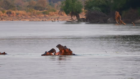 Dos-Hipopótamos-Peleando-En-Un-Gran-Río