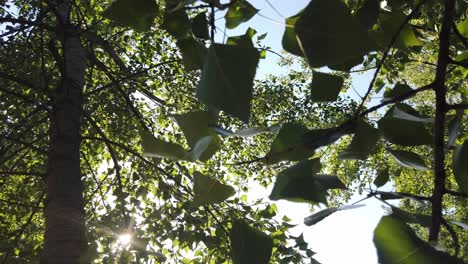Sonne-Scheint-Durch-Die-Baumgrünen-Blätter-Zeitlupe