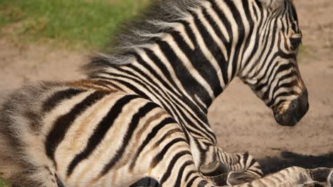 Close-up-of-lone-zebra-foal-resting-on-the-dry-savannas-of-Addo-Park,-South-Africa