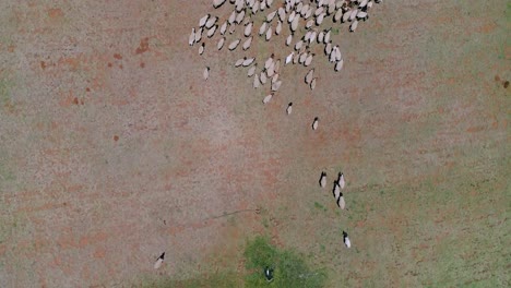 Sheep-walking-through-a-dry-field-aerial-footage