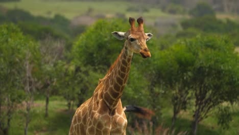 Giraffe-in-grassland-licking-mouth-stands-tall-after-grooming-itself