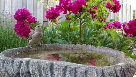 Thirsty-female-sparrow-drinks-water-from-a-concrete-bowl