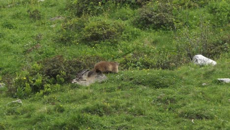 Alpine-marmot-also-called-murmeltier-in-the-Alps-of-Austria-quickly-runs-into-his-hole