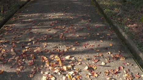Abgestorbene-Blätter-Werden-Im-Herbst-über-Einen-Gehweg-Geweht,-Und-Das-Sonnenlicht-Bricht-Durch-Die-Bäume-Und-Wirft-Schatten-Auf-Den-Gehweg