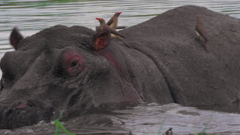Rotschnabel-Madenhacker-Sitzen-Auf-Dem-Rücken-Eines-Nilpferds-Und-Schwimmen-Im-See-In-Botswana-–-Nahaufnahme