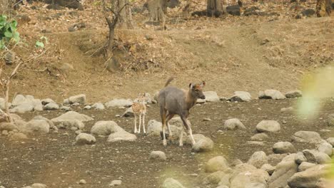 Sambar-and-Axis-Deer-walk-down-the-lake-bed-to-water-during-summer-evening
