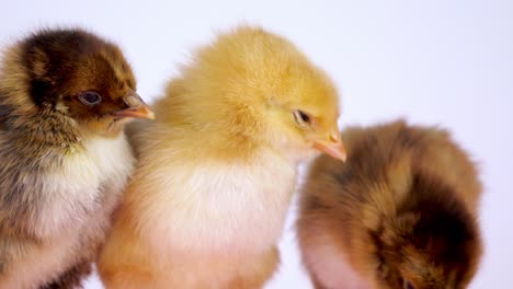 Close-up-of-three-chicks-uniformly-looking-off-screen