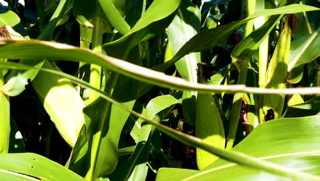Closeup-on-green-corn-cob-in-cornfield,-curau,-mush