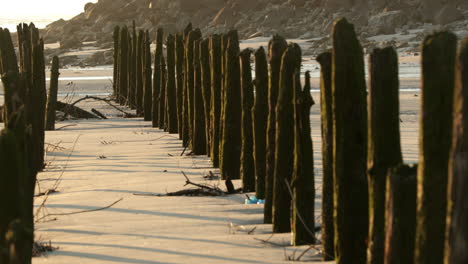 Verwitterte-Baumstämme,-Die-Im-Sand-Am-Ufer-Des-Strandes-Von-Vieira-In-Portugal-Stehen-–-Linke-Schwenkaufnahme