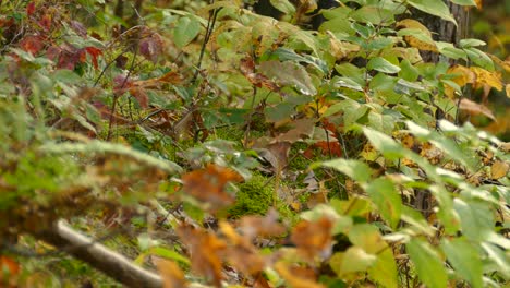 Der-Kleine-Junco-Vogel-Versteckt-Sich-Durch-Herbstblätter-In-Wunderschönen-Gelbtönen