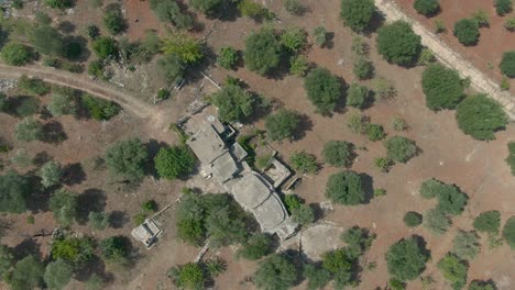 Aearial-drone-view-of-an-olive-tree-garden-in-Carovigno,-a-region-in-Apulia-Nort-Italy,-Olive-farm-with-on-old-building-birds-eye-view