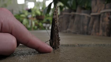 Herrlicher-Indoor-Schmetterling-Im-Garten,-Der-Zur-Hand-Gepflückt-Wird