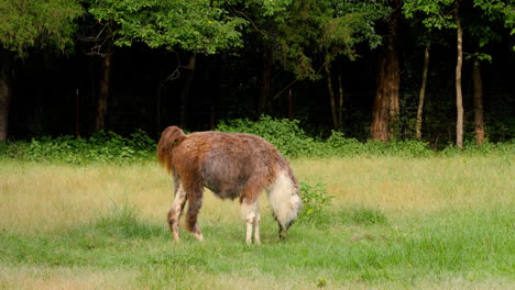 Lama-Grast-Auf-Einer-Weide-Und-Läuft-Dann-Aus-Dem-Bild